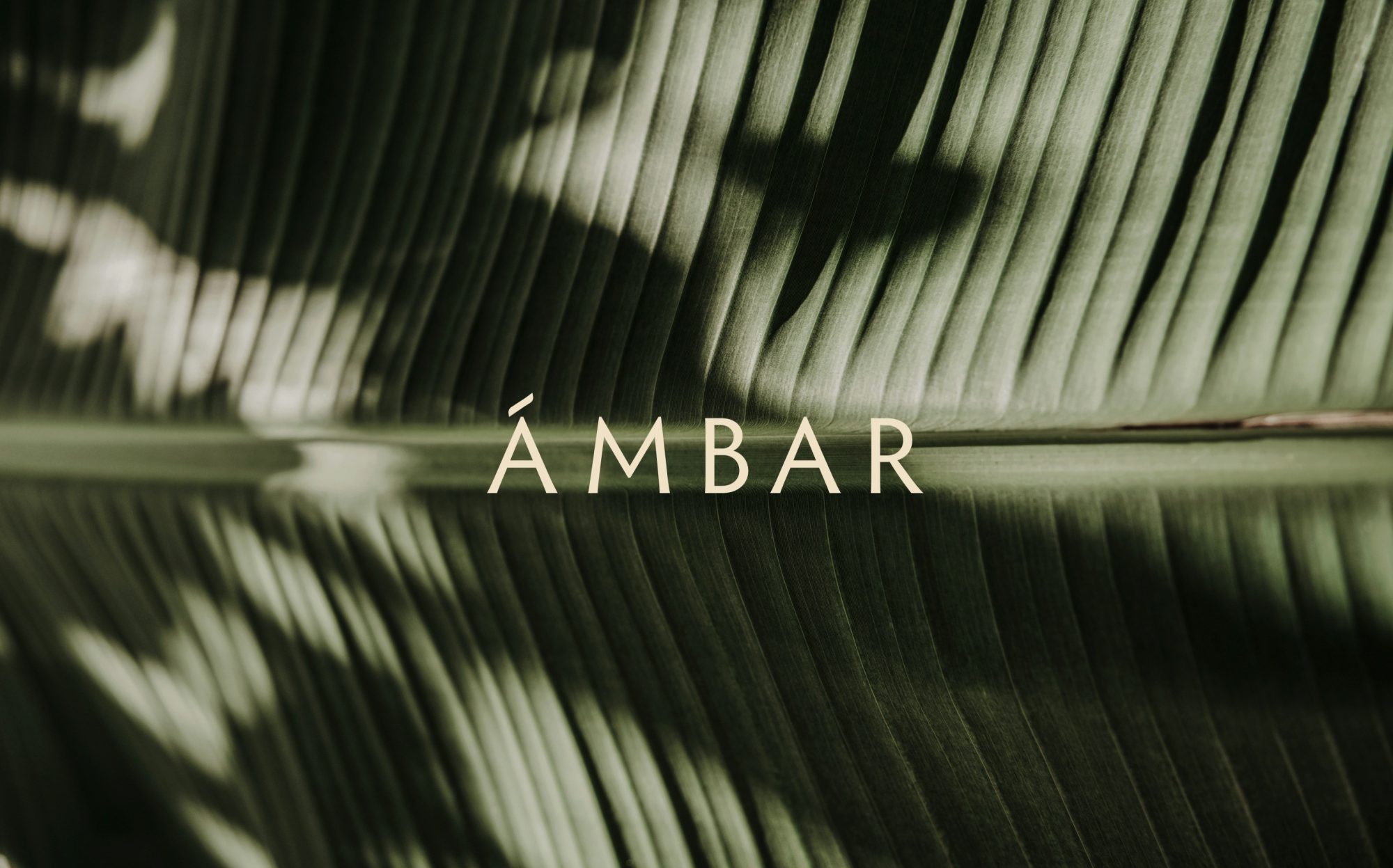 Ambar logo